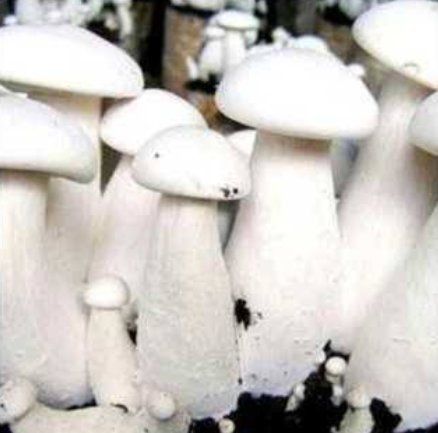 Naturally Grown Milky Mushrooms