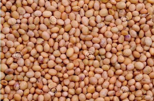 Impurity Free Soya Beans