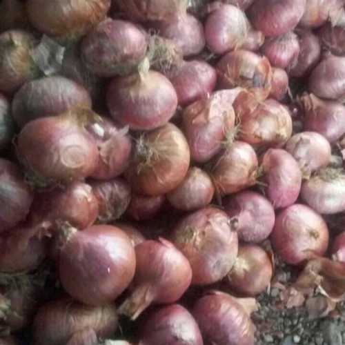 Pure Natural Fresh Onion