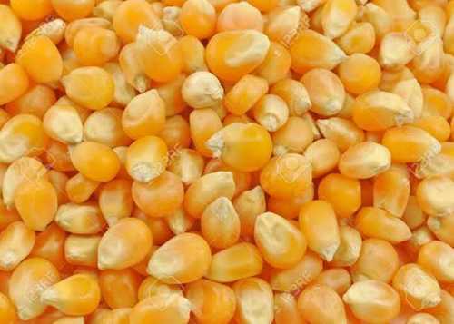 Dry Yellow Maize Seed