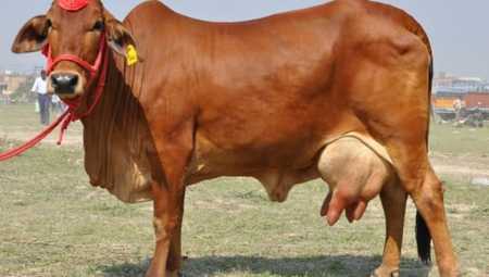 Brown Healthy Gir Cow