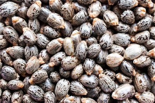 Common Pure Natural Castor Seeds