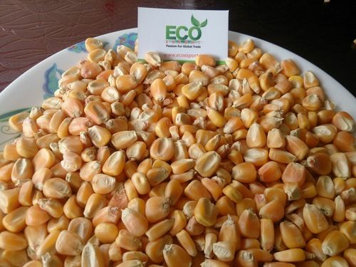 Whole Yellow Maize - High Protein Content, Hygienically Processed for Human and Animal Consumption, Versatile Food Ingredient