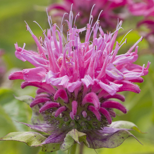 Bergaptene Essential Oils - Monarda fistulosa, Pale Pink, Thin | Pure Extract, Natural Aroma, Therapeutic, 99.9% Purity, Steam Distilled