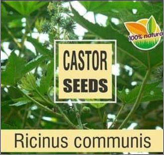 Neotea Castor Seeds