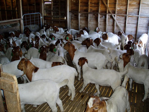 Boer Goat