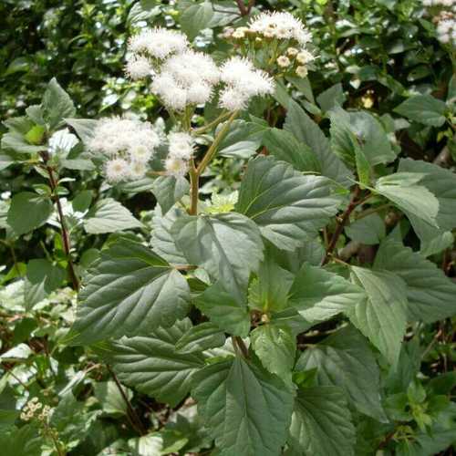 Anti Bacterial Activity Of Eupatorium Glandulosum