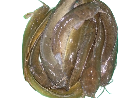 Deshi Magur Fish Seed - Feature: Fast Growth
