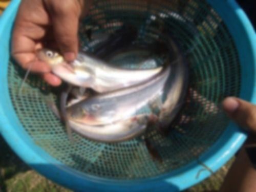 Pabda Fresh Water Fish Seed