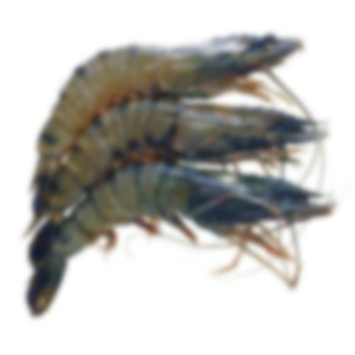 Nutritious Prawn Shrimp Seed