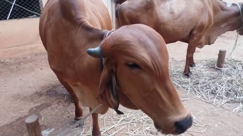 Healthy Desi Gir Cows