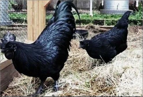 Kadaknath Chicken