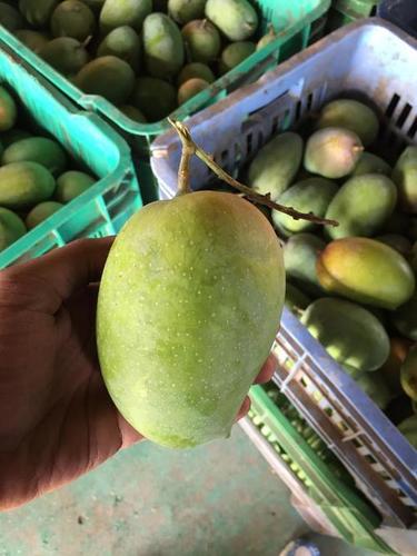 Delicious Sweet Fresh Kesar Mango