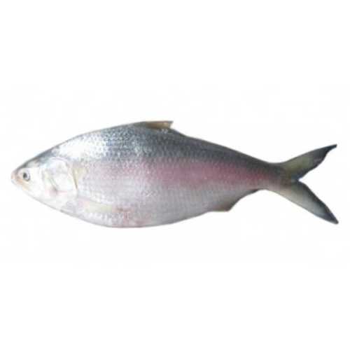 Protein Rich Fresh Hilsa Fish