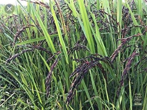 Manipuri Black Rice Organic Seeds Purity: 99%