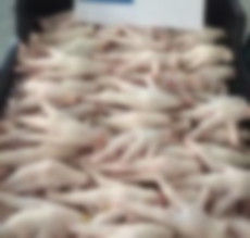 Processed Frozen Chicken Feet  For Use In: For Four Wheeler Vehicles