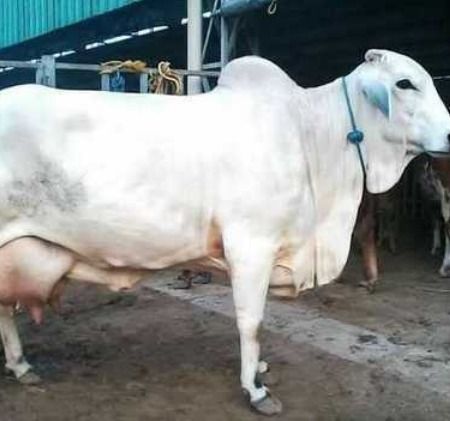 Healthy Tharparkar Breed Cow
