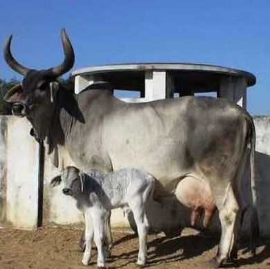 Kankrej Cow For Dairy