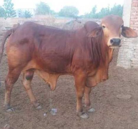 Healthy Sahiwal Breed Bull