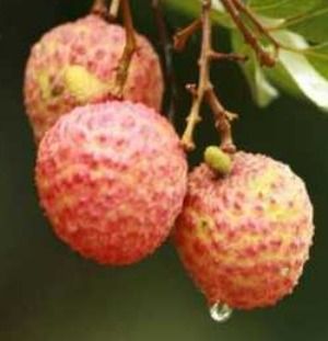 Red Farm Fresh Sahi Litchis