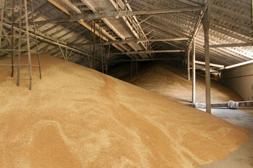 Impurity Free Barley