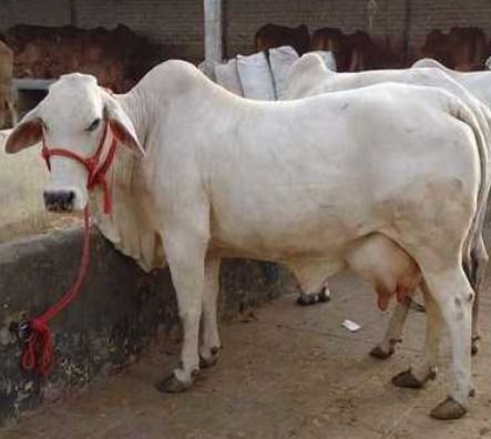 Young Tharparkar Breed Cows