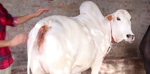 Pregnant Haryana Cow