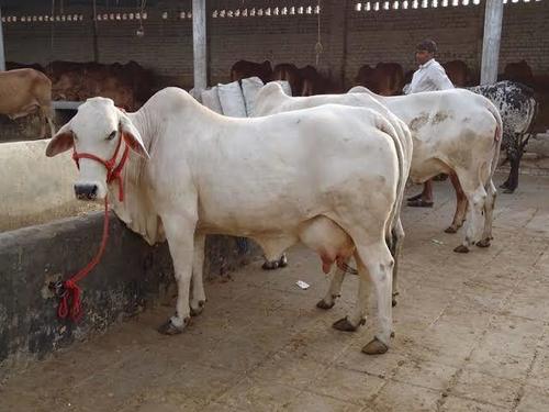 Milking Tharparkar Cow