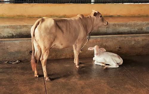 Milking Tharparkar Cow (White)