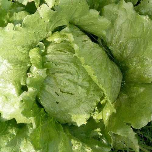 Fresh and Healthy Iceberg Lettuce