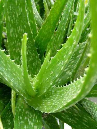 Green Aloevera Baby Plant