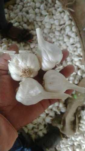 Natural White Fresh Garlic