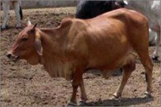 Red Gold Tharparkar Cow