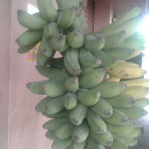 Green Fresh And Healthy Banana