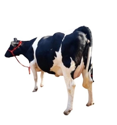 HF Cow - 30 Liter Capacity, Healthy Female with Black and White Patched Coat