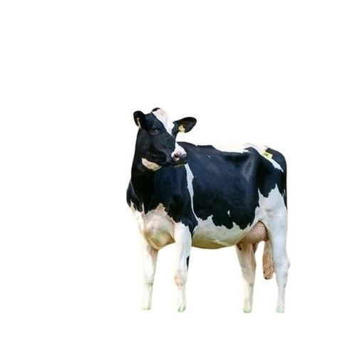 Holstein Friesian Cow - Color: White-Black