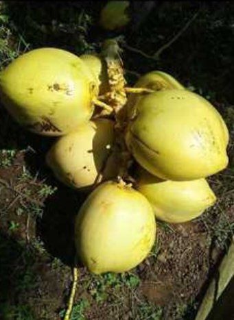  प्राकृतिक कोमल हरा नारियल