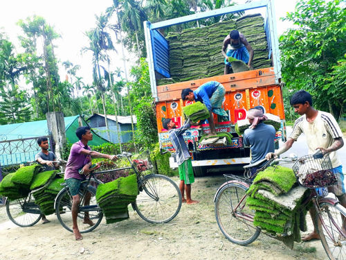 प्राकृतिक क्रोटन पेट्रा प्लांट