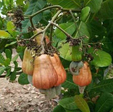 Thailand Variety Cashew Plant