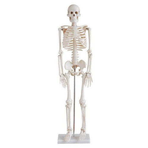 Labcare Human Skeleton Model