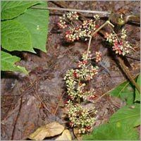 Spikenard Oil