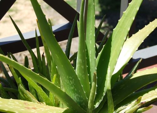 Aloe Vera Plant - Succulent Variety, 60-100 cm Tall, Dark Green Leaves - High Growth, Pest Free, Minimal Water Requirements