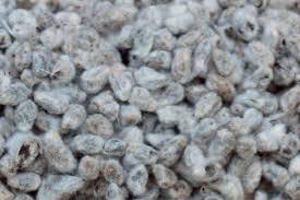 Low Noise Cotton Seed