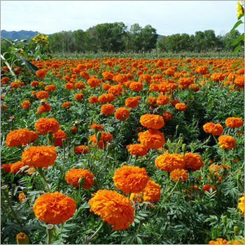 DEEP ORANGE KARINA Marigold Seed