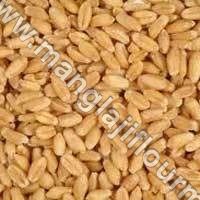 Whole Wheat Grains