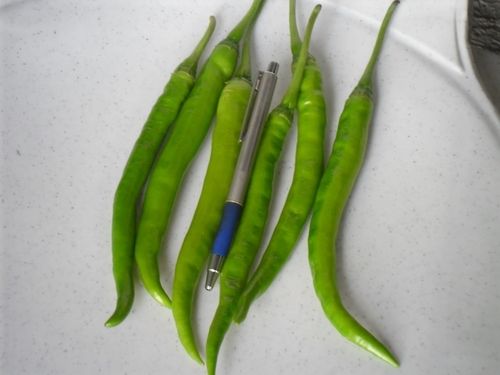 SAGAR-215 Chilli Seeds