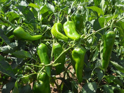 SAGAR-222 Chilli Seeds