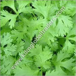 Coriander Leaves