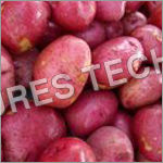 Red Potatoes