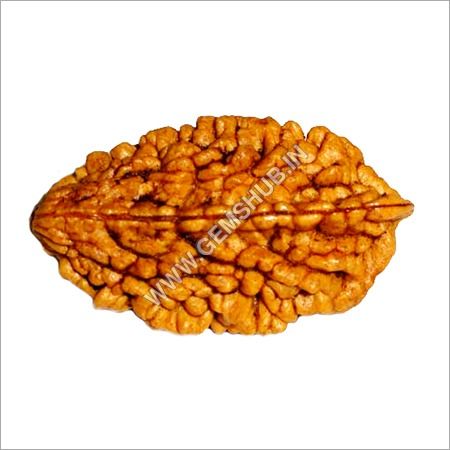 2 Mukhi Rudraksha